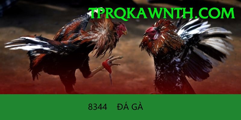 Đá Gà Trực Tiếp - Ưu đãi đặc biệt
